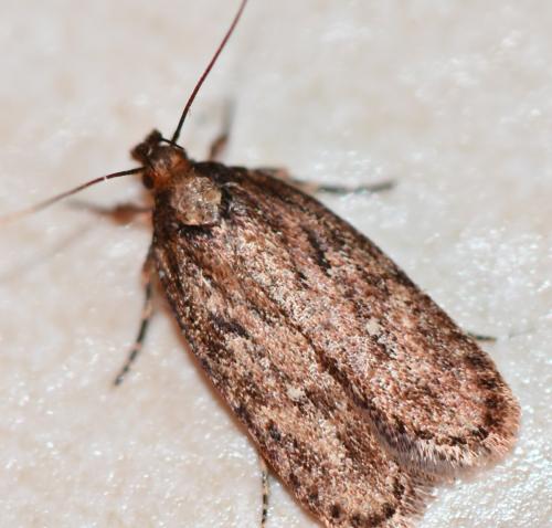 Depressaria sp.